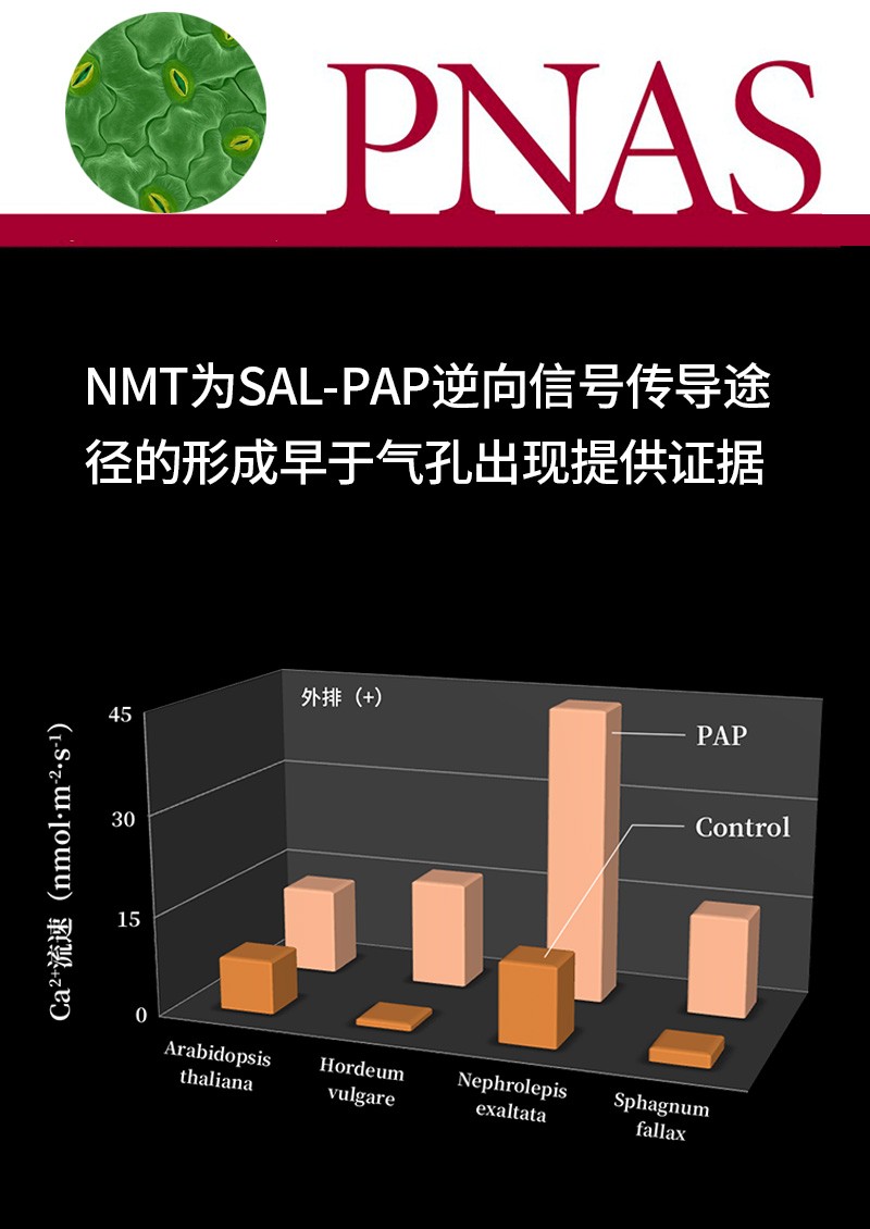 NMT为SAL-PAP逆向信号传导途径的形成早于气孔出现提供证据