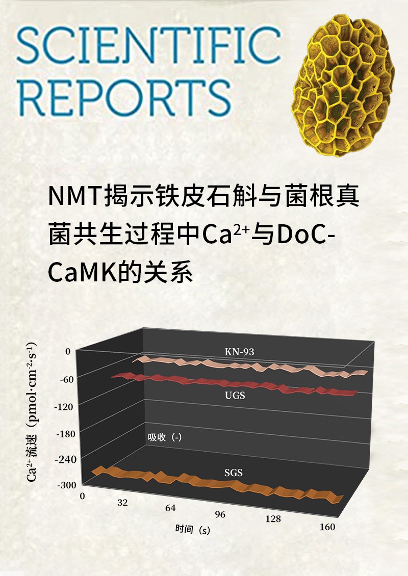 NMT揭示铁皮石斛与菌根真菌共生过程中Ca2+与DoCCaMK的关系