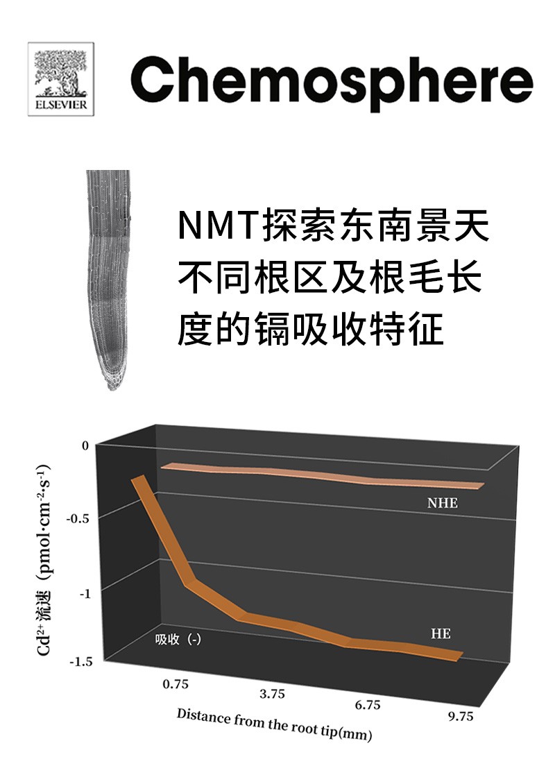 NMT探索东南景天不同根区及根毛长度的镉吸收特征
